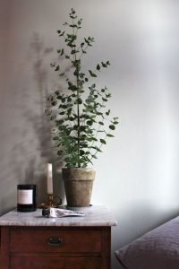 design-plantes-interieur-decoration-0